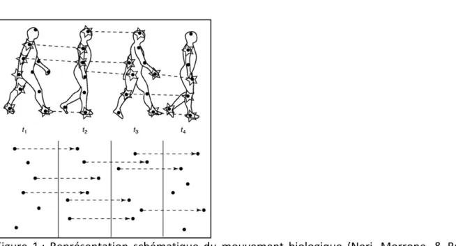 Figure 1 : Représentation schématique du mouvement biologique (Neri, Morrone, &amp; Burr,  1998)