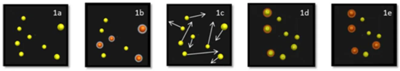 Figure 2. Tâche de MOT en 5 phases : a) Présentation des sphères positionnées de façon  aléatoire dans l’espace, b) Indication des sphères-cibles à l’observateur (changement de  couleur), c) Retrait des indices d’identification et mise en mouvement des sph