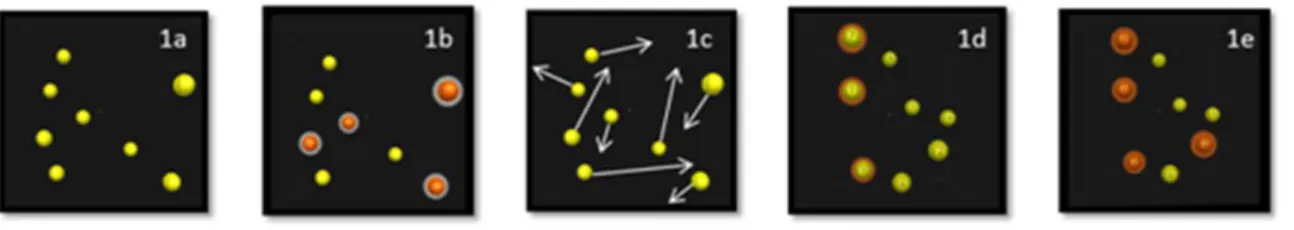 Figure 1: Illustration of the five critical phases: a) Presentation of randomly positionned  spheres in a virtual volumetric space, b) Identification of the spheres to track during trial, c)  Removal of identification and movement of all spheres with dynam