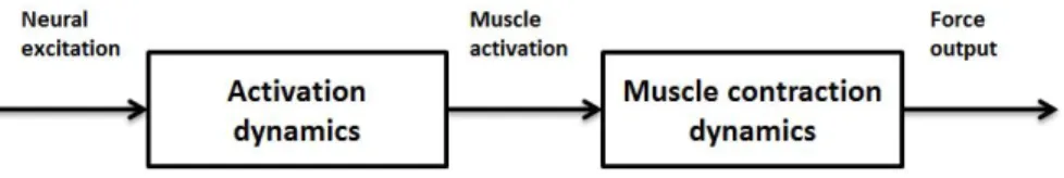 Fig. 1. Muscle force generation dynamics. Adapted from Zajac (1989) [18].