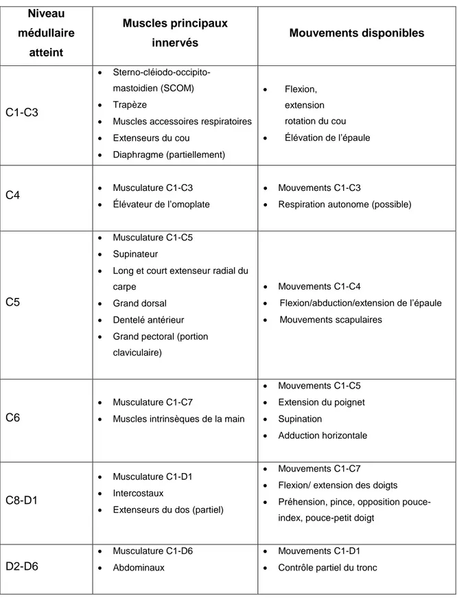 Tableau 1 : : les principaux muscles affectés selon le niveau de la lésion médullaire (16) 