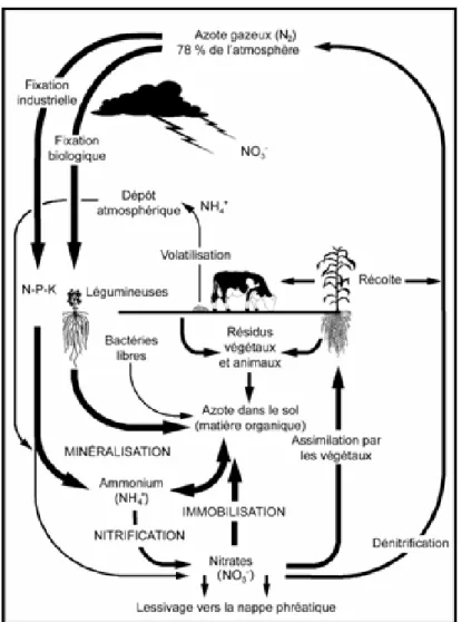 Figure 3.3 – Cycle de l’azote