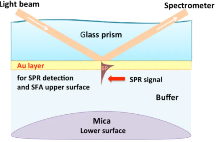 Figure 7. Scheme of simultaneous SFA and SPR measurements of intermolecular and surface