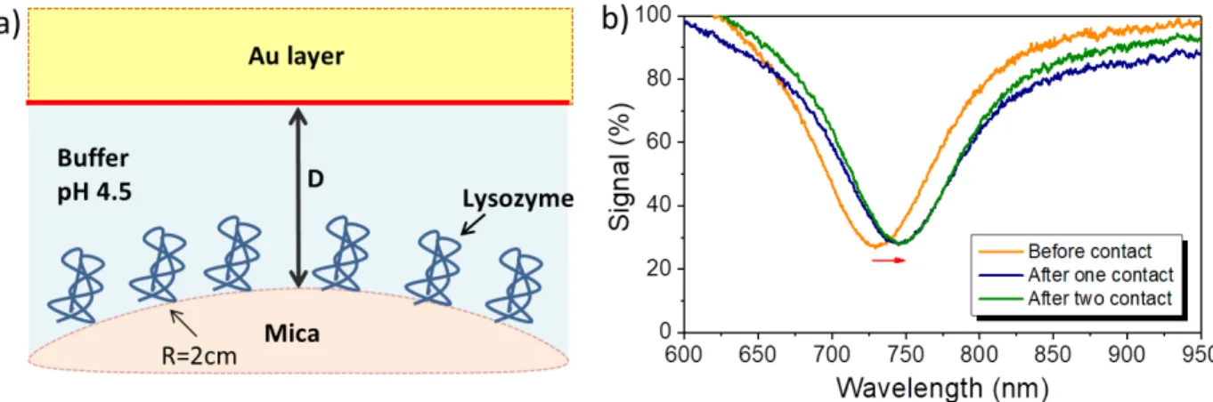 Figure 10. (a) Schematic of the interaction between a mica substrate coated with lysozyme and a