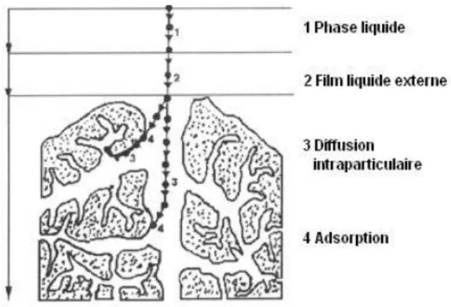 Figure I -9:Domaines d’existence d’un soluté lors de l’adsorption sur un matériau microporeux[33].