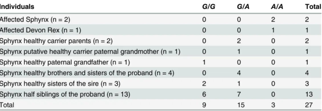 Table 1. Genotypes for the c.1190G &gt; A variant in affected cats and unaffected relatives.