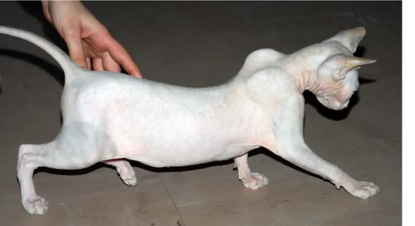 Fig 1. Congenital neuromuscular disorder in a Sphynx kitten. Picture of the four-month-old Sphynx female kitten presented at the Neurology clinics located at the Alfort School of Veterinary Medicine campus, in Maisons-Alfort, France