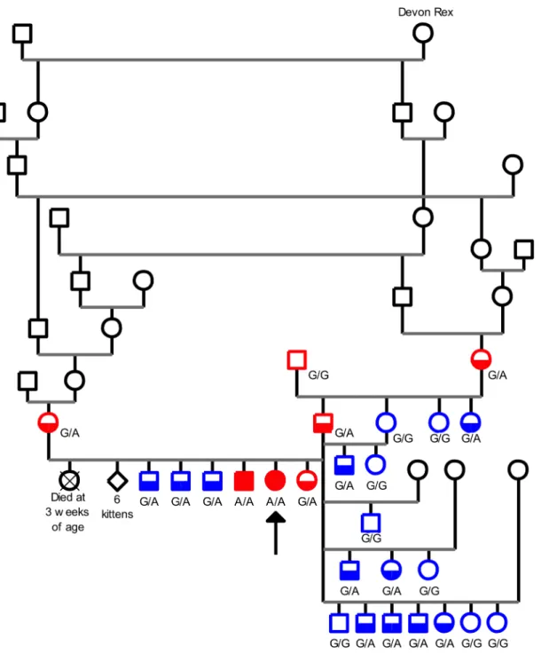 Fig 3. Pedigree-tree of a Sphynx cat family segregating a neuromuscular disorder. Circles represent females, squares represent males