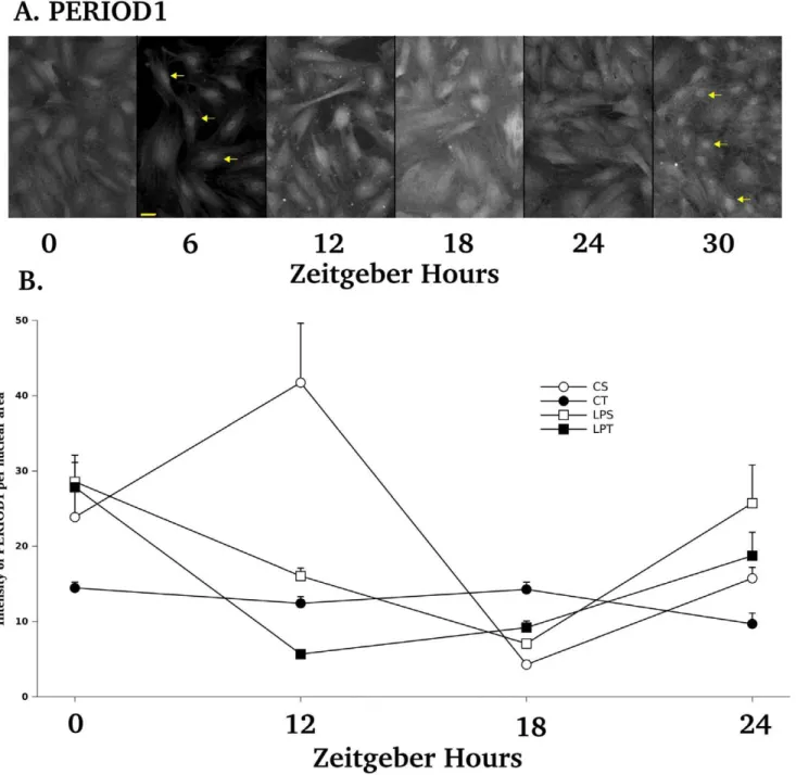 Figure 6. Immunodection of PERIOD1 on primary cell monolayers from young rats over 30 hours after a 2 h serum shock according to diets and tryptophan supplementation