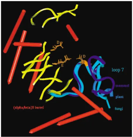 FIGURE 1 Superimposition of TAKA (fungal), AMY2 (cereal), and PPA (mammal) ␣ -amylases, based on the backbone overlay of the strictly conserved catalytic triad.