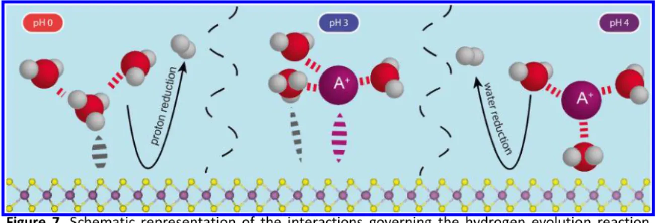 Figure  7.  Schematic  representation  of  the  interactions  governing  the  hydrogen  evolution  reaction  kinetics on molybdenum sulfides catalysts