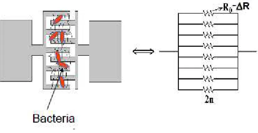 Figure 6: Illustration of the electrical resistance change with bacteria interaction 