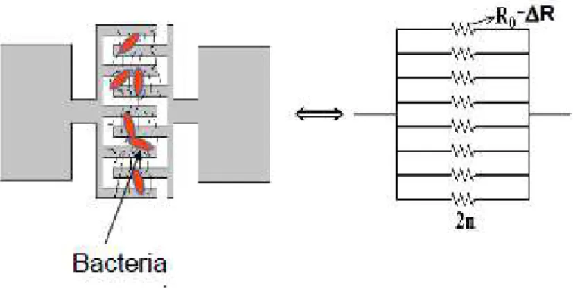 Figure 6: Illustration of the electrical resistance change with bacteria interaction 