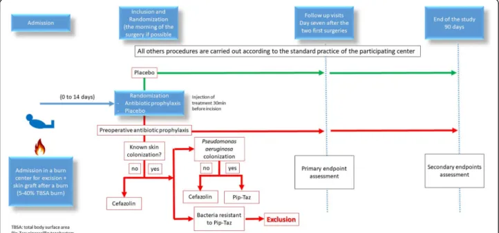 Fig. 1 Study design. TBSA, total body surface area; Pip-Taz, piperacillin-tazobactam