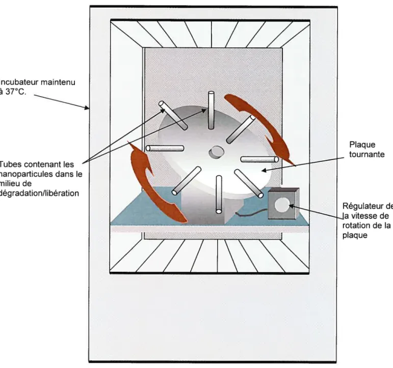 Figure 11. Montage utilisé pour l’étude de la dégradatïon des nanoparticules, ainsi que la libération de l’ADN