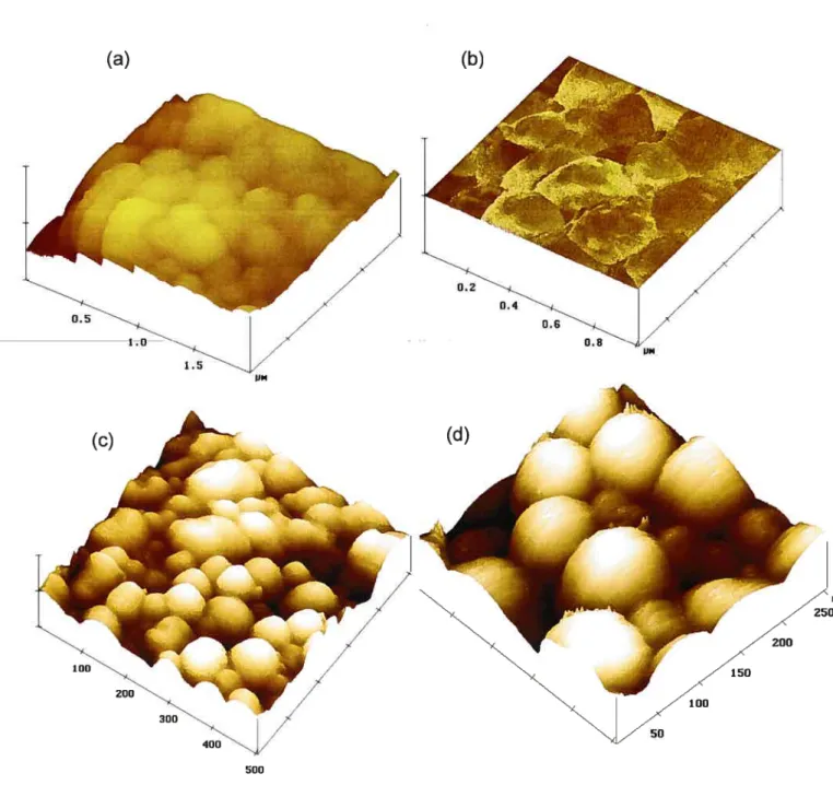 Figure 16. Images AFM de nanoparticules de PLGA cryoprotégées avec du sorbitol 0.5% plv (a) topographie et (b) phase, et images AFM (topographie) de