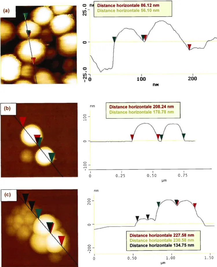 Figure 17. Images AFM montrant la taille de quelques nanopartïcules de PLA
