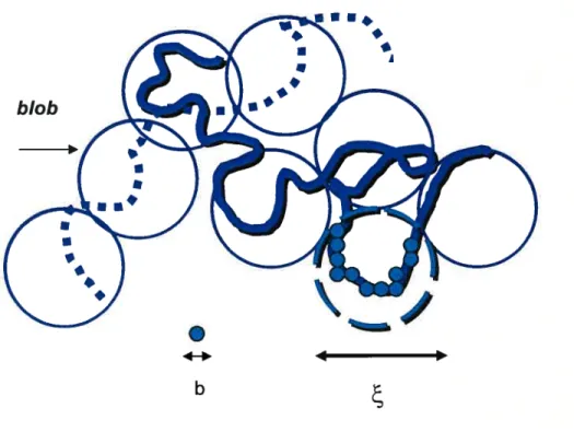 Figure 20. Le concept du ‘blob’ d’une taille ayant un nombre de monomères de taille b (adapté de (Teraoka, 2002).