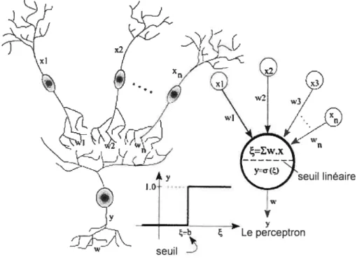 Figure 5. Interaction de signaux provenant de n neurones et analogie à la