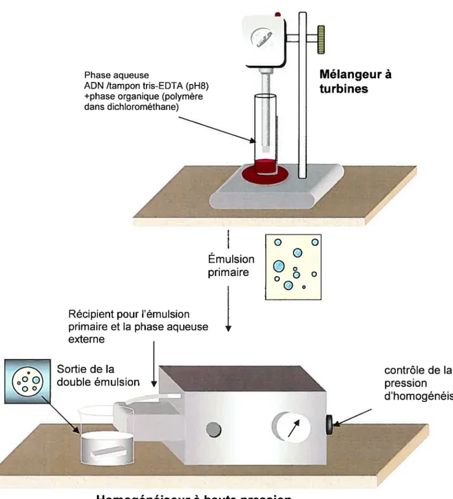 Figure 10. Préparation des nanoparticules par la méthode de la double émulsion
