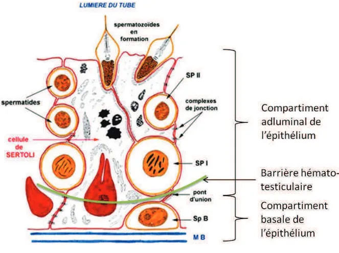 FIGURE  6  :  SCHEMA  D’UNE  CELLULE  DE  SERTOLI  ENTOUREE  DE  CELLULES  GERMINALES  A  DIFFERENTS  STADES  DE  MATURATION