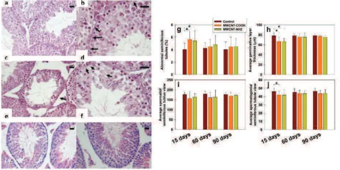 FIGURE 15 : COUPES DE TESTICULES DE SOURIS EXPOSEES AUX NANOTUBES DE CARBONE OBSERVEES EN MICROSCOPIE OPTIQUE