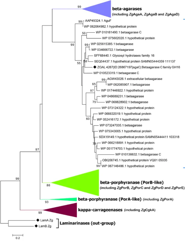 Figure 2. Phylogenetic tree of the galactanases of the GH16 family. The phylogenetic tree was  generated using the Maximum Likelihood approach with the program Mega6 (55)