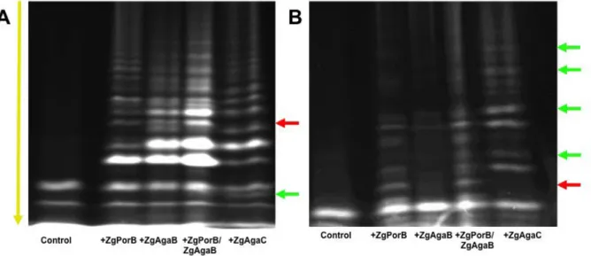 Figure  3.  Fluorophore-assisted carbohydrate electrophoresis  (FACE) of the oligosaccharides  released by the action of ZgPorB, ZgAgaB and ZgAgaC on the red algae Polysiphonia elongata  (A) and Osmundea pinnatifida (B)