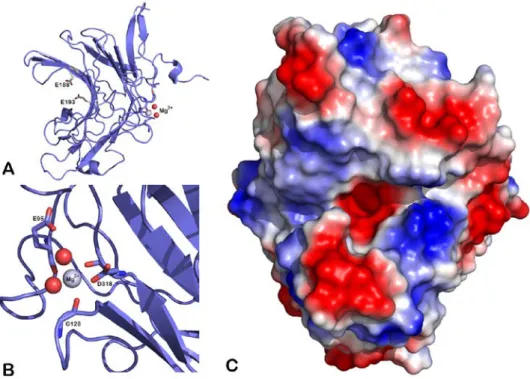 Figure  9.  Fold and topology of ZgAgaC.  (A)  ZgAgaC adopts a β-jelly-roll fold  (cartoon  representation)