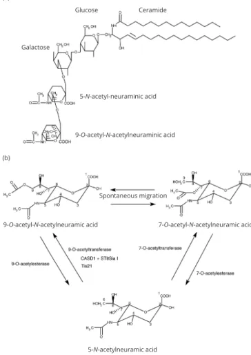 Figure 1 (a) Structure of the disialoganglioside 9-O-acetyl-GD3; (b) chemical  and enzymatic relation between the different  O-acetylated forms of sialic  acid found in gangliosides.