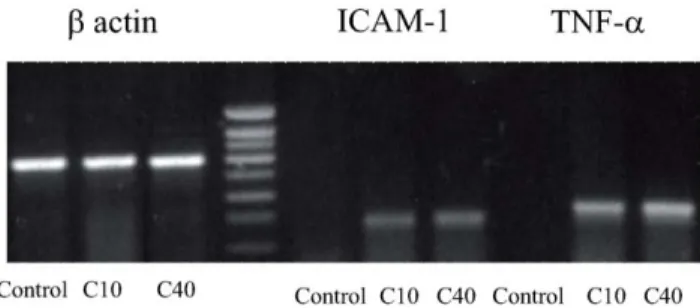 Figure 6. Degraded CGN stimulated ICAM-1 and TNF-a gene expression in monocytes. Representative samples of RT-PCR analysis showing over expression of ICAM-1 and TNF-a after stimulation of monocytes with 1 g/l of degraded CGN