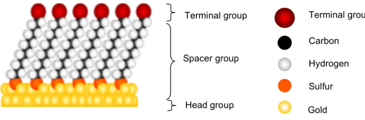 Figure  1.8  Schematic  representation  of  a  self-assembled  monolayer  of  ω-functionalized  alkanethiolates on gold (reproduced from ref