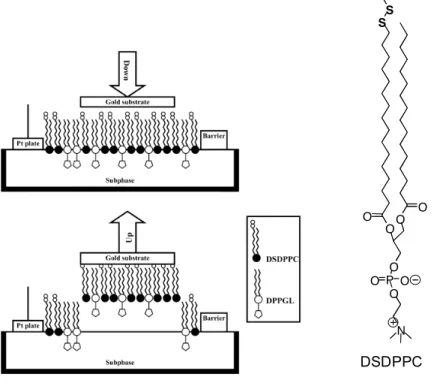 Figure 1.9 Schematic representation of a covalently bound LS binary monolayer on gold  and chemical structure of DSDPPC (image reproduced from ref