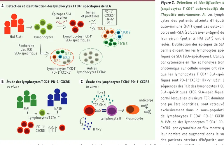 Figure 2. Détection et identification des  lymphocytes T CD4 +  auto-réactifs dans  l’hépatite auto-immune