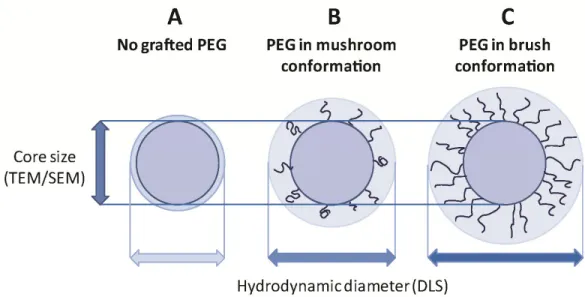 Figure 3.2. Hydrodynamic diameter and core diameter of naked vs. PEGylated NP. (A): “Naked” 
