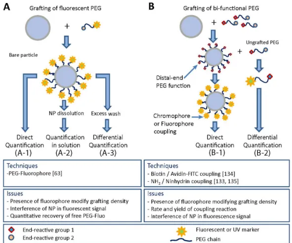 Figure 3.5. Strategies of PEG quantification by fluorescence or UV spectroscopy. (A) Grafting of  fluorescently labeled PEG; (B) Labeling of grafted PEG chains 