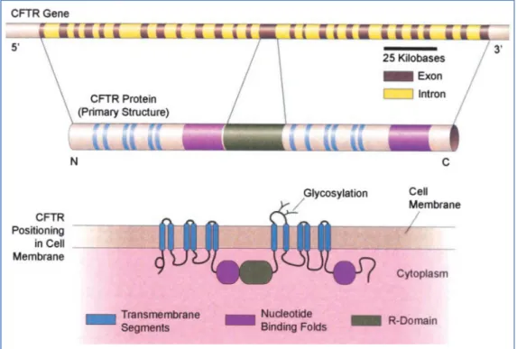 Figure 1. The cystic fibrosis (CF) transmembrane conductance regulator (CFTR) gene and its  encoded polypeptide