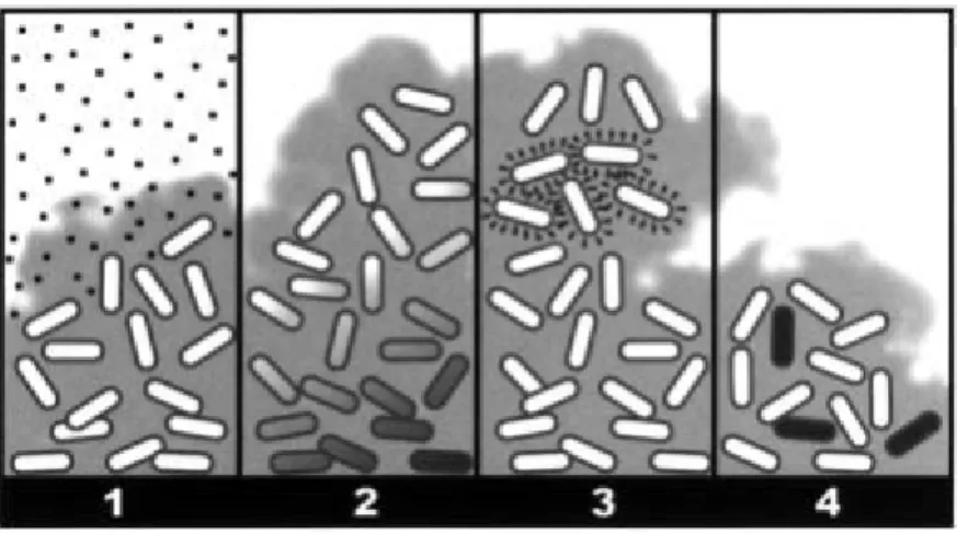Figure 6: Four hypothesized biofilm resistance mechanisms.  1) The antibiotic (squares) penetrates slowly or  incompletely;  2)  A  concentration  gradient  of  a  metabolic  substrate  or  product  leads  to  zones  of  slow  or  non-growing  bacteria  (s