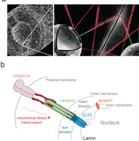 Figure 1. The Linker of Nucleoskeleton and Cytoskeleton (LINC) complex connects the nucleus to the  cytoskeleton