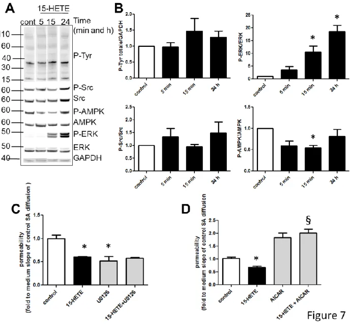 Figure 7. 15-HETE inhibits AMPK to decrease IEB permeability. 