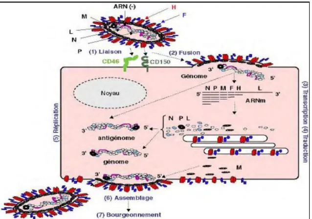 Figure .  Cycle de l’infection par le virus de rougeole  (Gerlier et al.,       