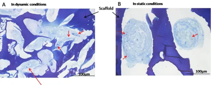 Figure 5. Higher magnification on neosynthesized chondrocytes. After magnetic seeding and  dynamic  maturation,  toluidine  blue  staining  of  scaffold  sections  showed  that  chondrocytes  had synthesized a rich extracellular matrix