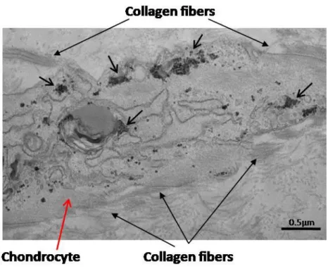 Fig.  7.  Transmission  electron  microscopy  of  thin  scaffold  sections  (70  nm).  Neosynthesized  chondrocytes (red arrow) synthesized large amounts of collagen fibers when chondrogenesis  took place in dynamic conditions (A) (scale bar = 1 µm)