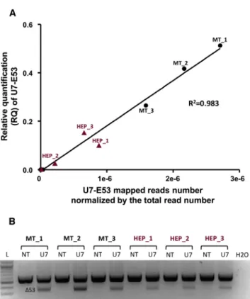 Figure 3. Validation of the Samples Used for U7-E53 Off-Target Analysis through RNA-Seq