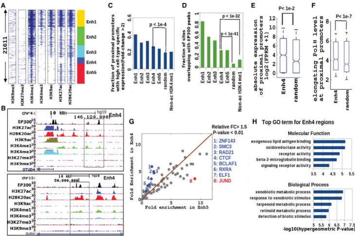 Figure 3. A novel histone acetylation signature at putative distal enhancer regions in GM12878 cells