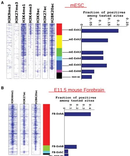 Figure 4. Evaluating regulatory activity of different enhancer classes in reporter gene assays in mESCs and e11.5 mouse forebrain