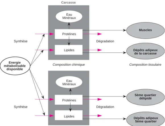 Figure 2. Représentation schématique du modèle, d'après Forrester (1968) : les rectangles correspon- correspon-dent aux variables d'état