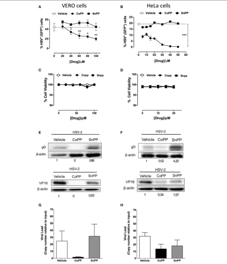 FIGURE 2 | Pharmacological induction of HO-1 restricts the expression of HSV-encoded genes in epithelial cells