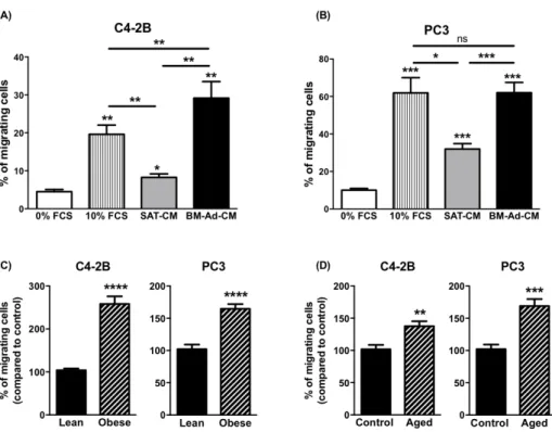 Figure 1.  The chemotaxis of PCa cells towards BM-Ad-CM is enhanced by obesity and ageing
