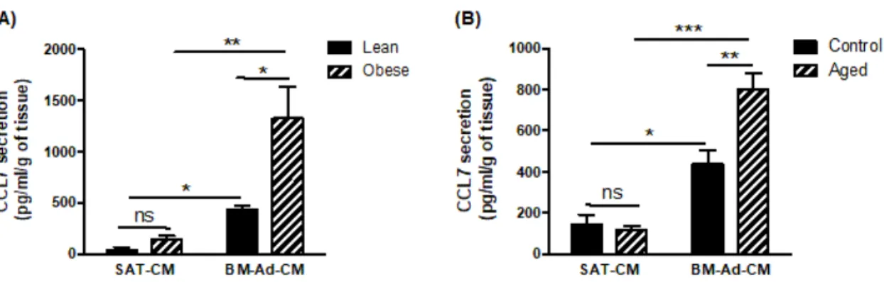 Figure 3. CCL7 is highly secreted by BM-Ads and its secretion is enhanced in obesity and ageing conditions